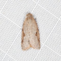Meritastis piperata