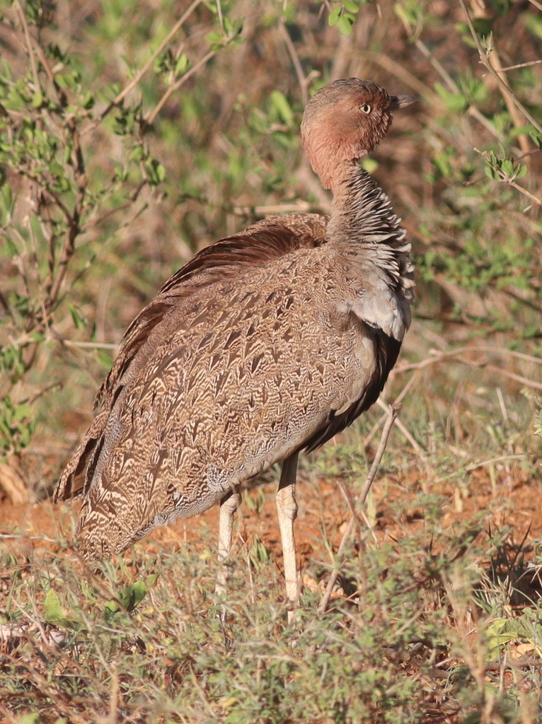 Buff-crested Bustard (Lophotis gindiana) photo