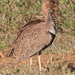 Buff-crested Bustard - Photo (c) Jan Ebr, some rights reserved (CC BY), uploaded by Jan Ebr