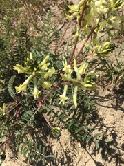 Astragalus curvicarpus
