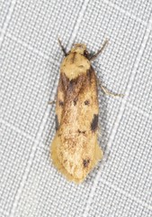 Elaeonoma deltacostamela