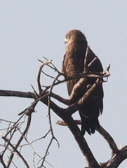 Milvus migrans parasitus