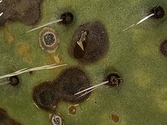 Phyllosticta concava