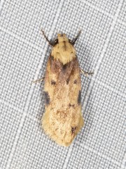 Elaeonoma deltacostamela