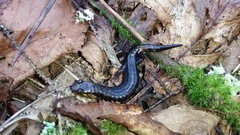 Desmognathus imitator