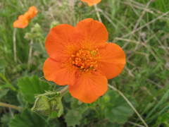 Geum coccineum