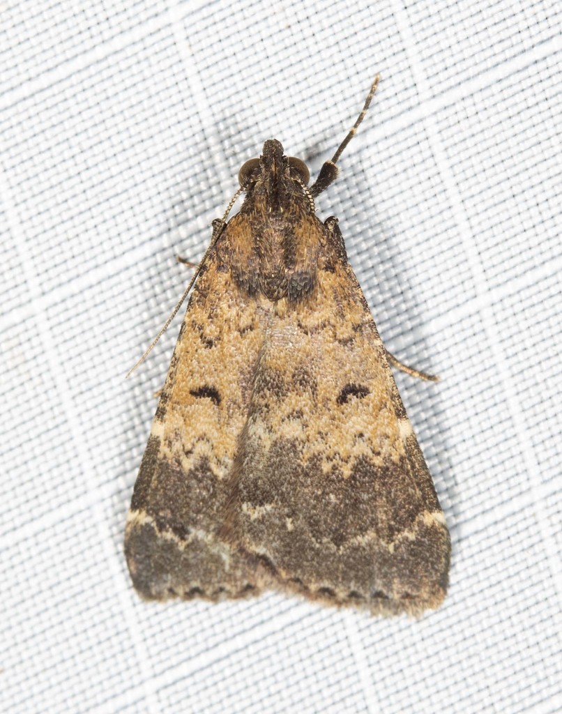 Hydrillodes dimissalis