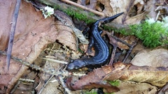 Desmognathus imitator