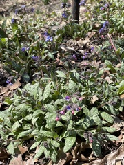 Pulmonaria saccharata