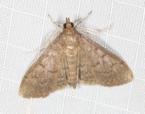 Grass Webworm Moth