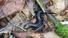 Desmognathus imitator