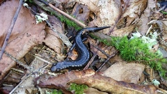 Desmognathus imitator