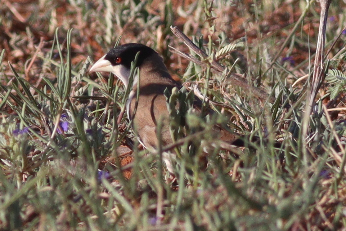 Black-capped Social Weaver (Pseudonigrita cabanisi), photo 2