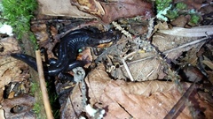 Desmognathus imitator