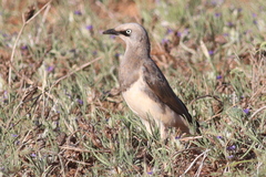 Fischer's Starling photo 3