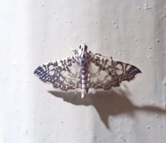 Glyphodes onychinalis