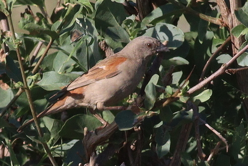 Parrot-billed Sparrow (Passer gongonensis), photo 8