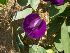 Centrosema brasilianum