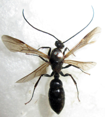 Ponerinae