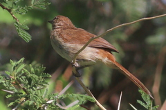 Phyllastrephus strepitans