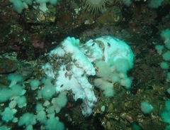 Enteroctopus dofleini