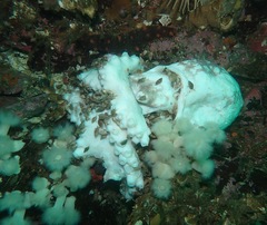 Enteroctopus dofleini