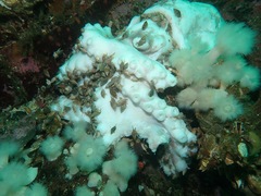 Enteroctopus dofleini