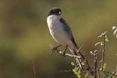 Lanius dorsalis