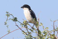 Lanius dorsalis