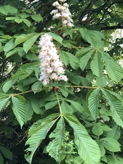 Aesculus hippocastanum