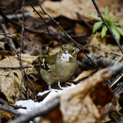 Fringilla coelebs