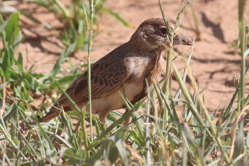 Fischer's Sparrow-Lark (Eremopterix leucopareia), photo 8