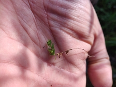 Lysimachia linum-stellatum