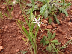 Geropogon