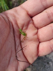 Lysimachia linum-stellatum