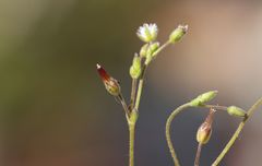 Cerastium subtetrandrum