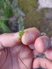 Lysimachia linum-stellatum