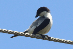 Lanius dorsalis
