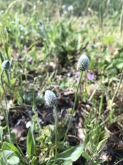 Plantago lagopus