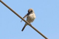 Lanius isabellinus