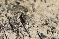 Aphoebantus interruptus