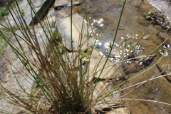 Juncus effusus