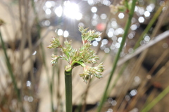 Juncus effusus