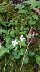 Cardamine clematitis