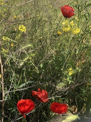 Papaver rhoeas