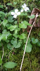 Cardamine clematitis