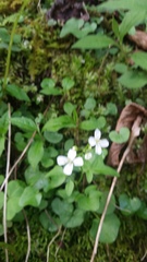 Cardamine clematitis