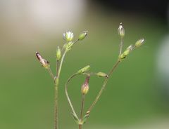 Cerastium subtetrandrum