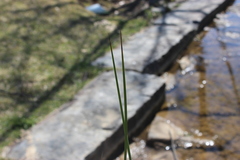 Juncus effusus