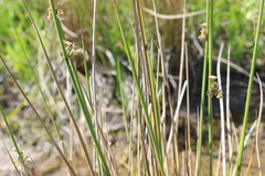 Juncus effusus